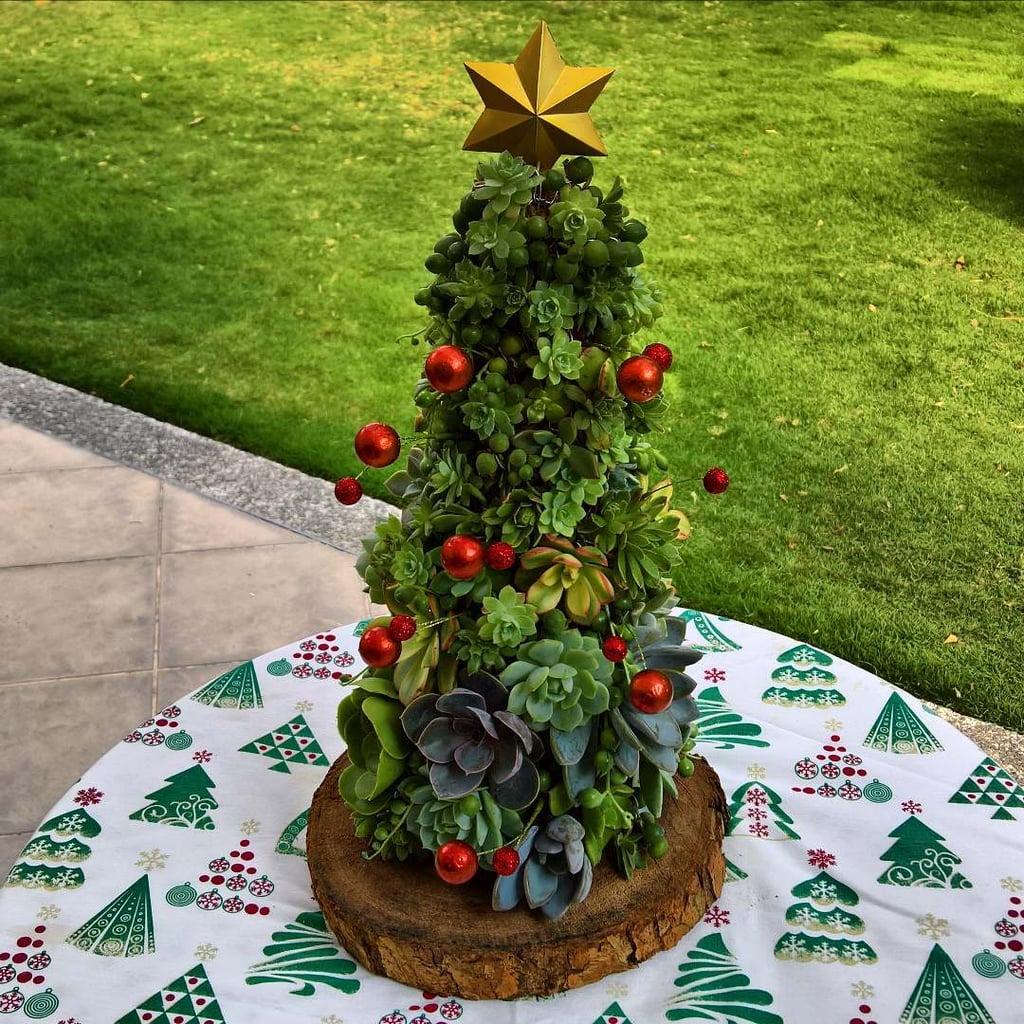 Succulent-arbre-noel-20