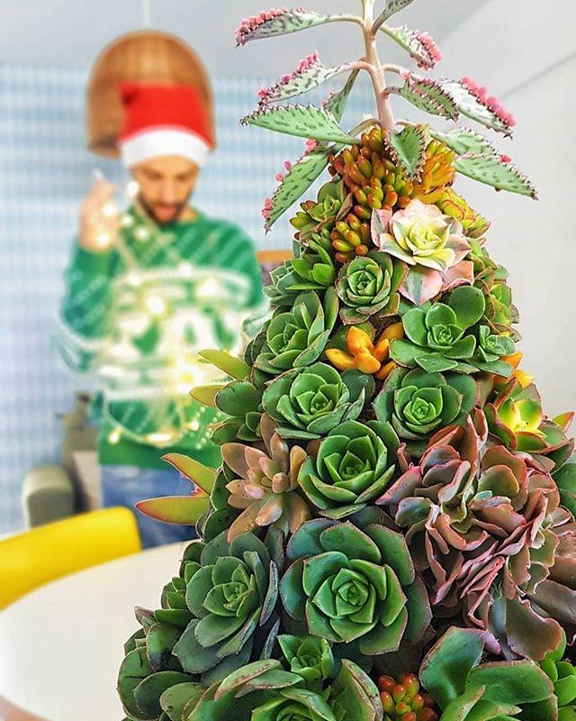 Succulent-arbre-noel-22