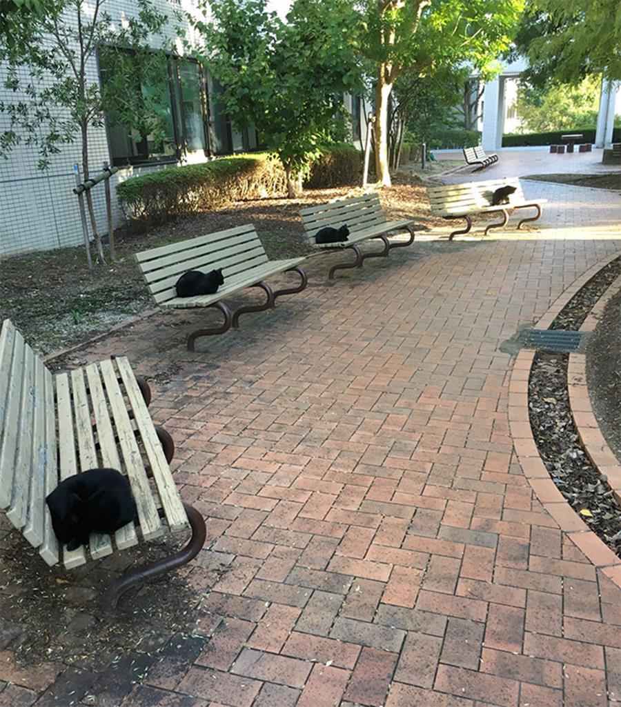 animaux-respectent-distanciation-sociale-7