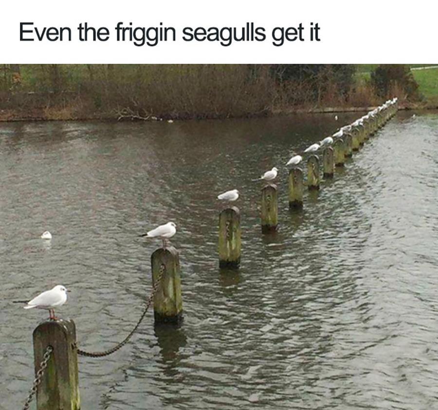 animaux-respectent-distanciation-sociale-93