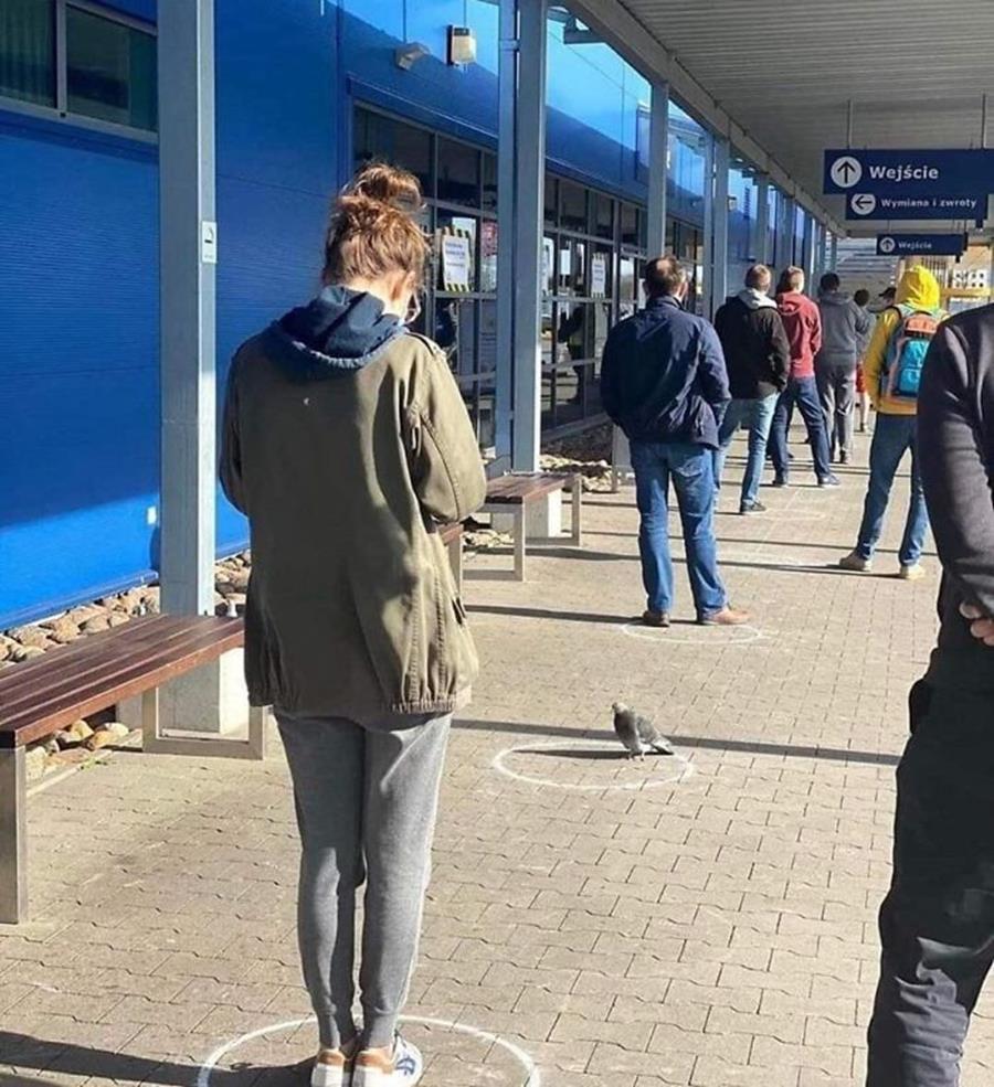 animaux-respectent-distanciation-sociale-94