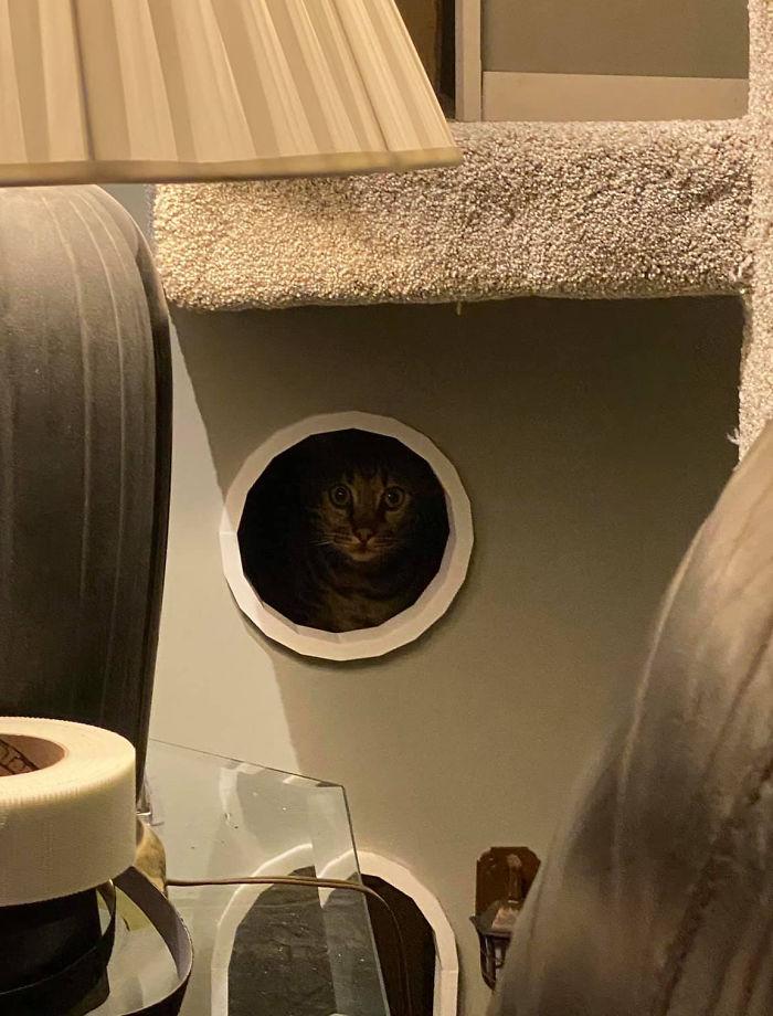 arbre-a-chat-tours-racoutu-95