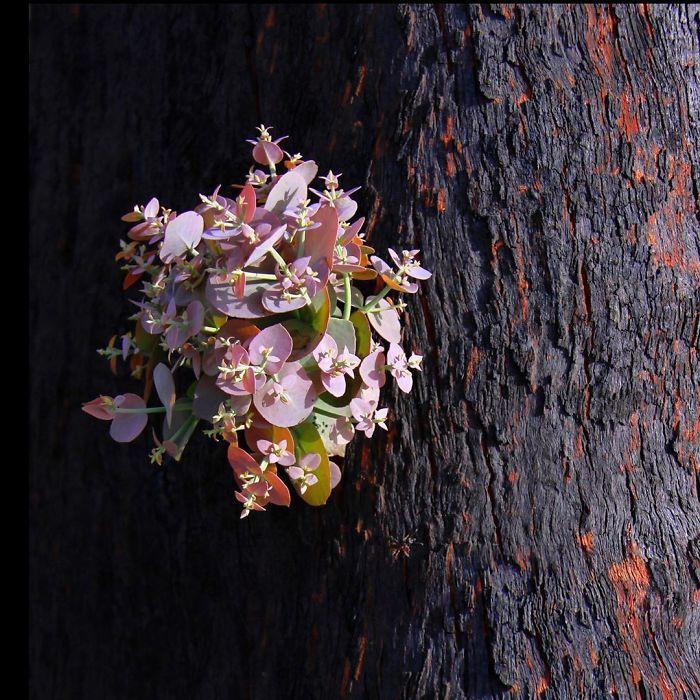 australie-vie-apres-feux-de-foret-4