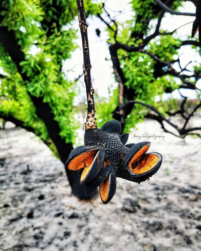 australie-vie-apres-feux-de-foret-92