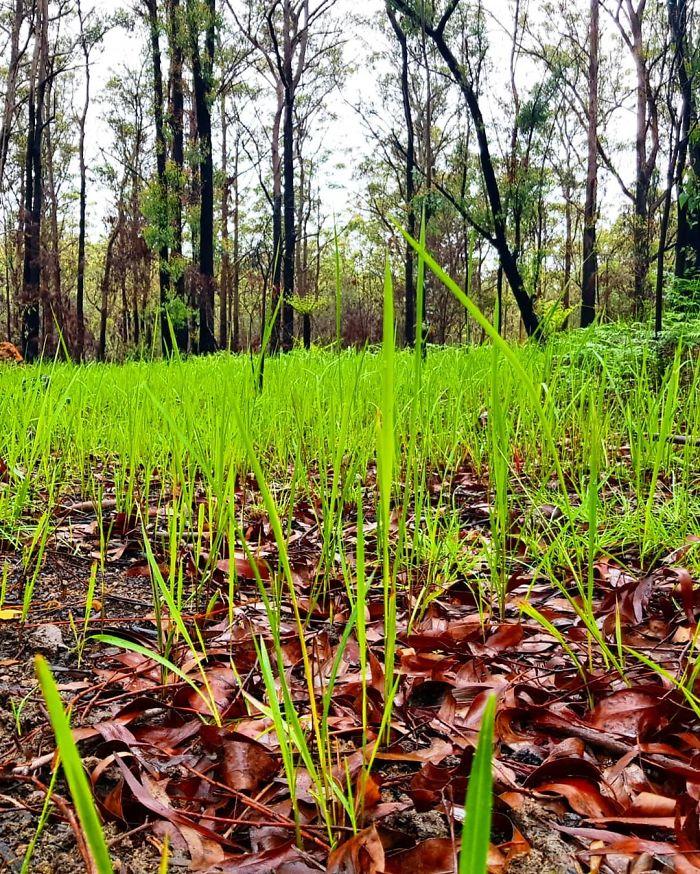 australie-vie-apres-feux-de-foret-95