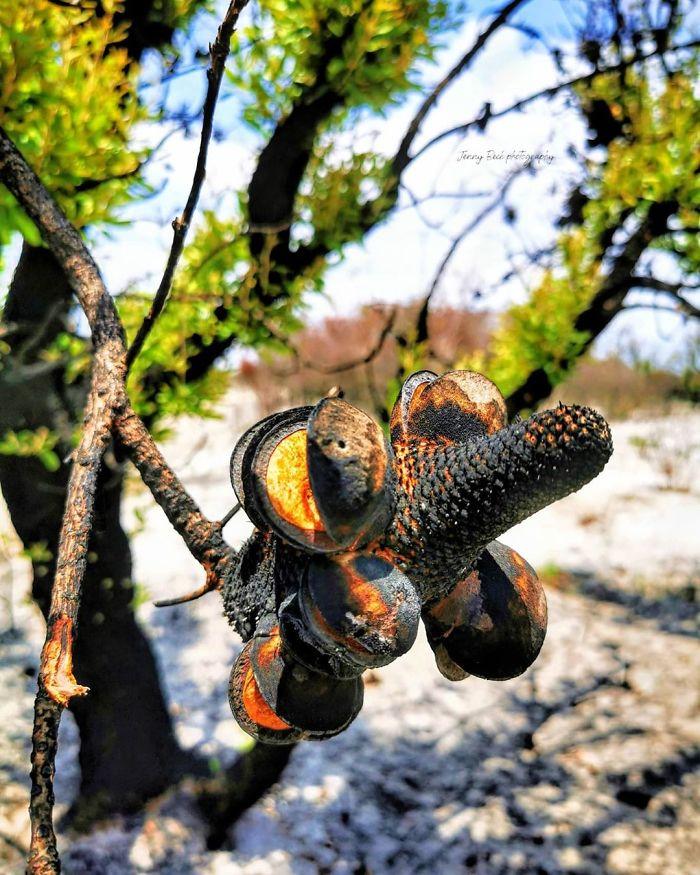 australie-vie-apres-feux-de-foret-99