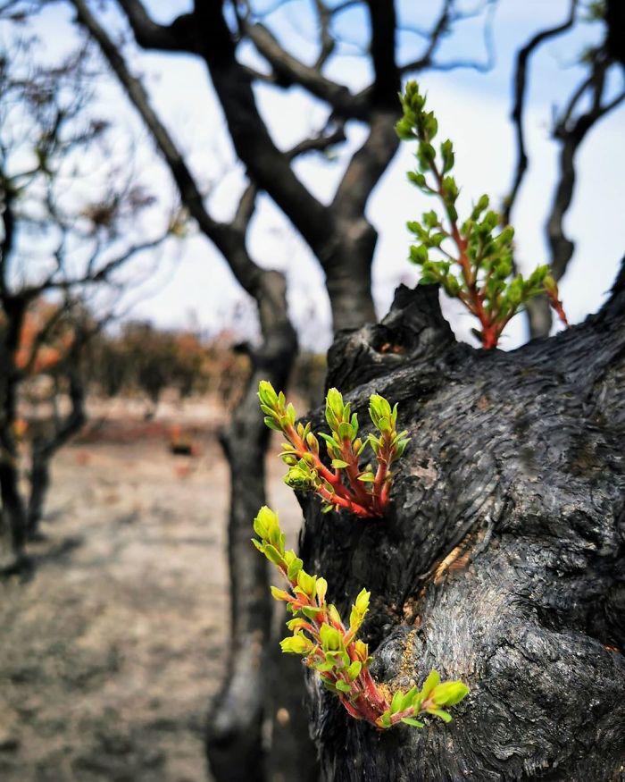 australie-vie-apres-feux-de-foret-999