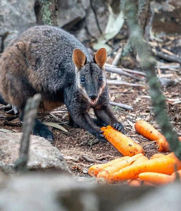 avions-larguent-carottes-pommes-de-terre-animaux-foret-australie-4