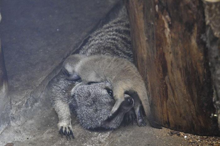 bebe-suricate-japon-mamekoro-9