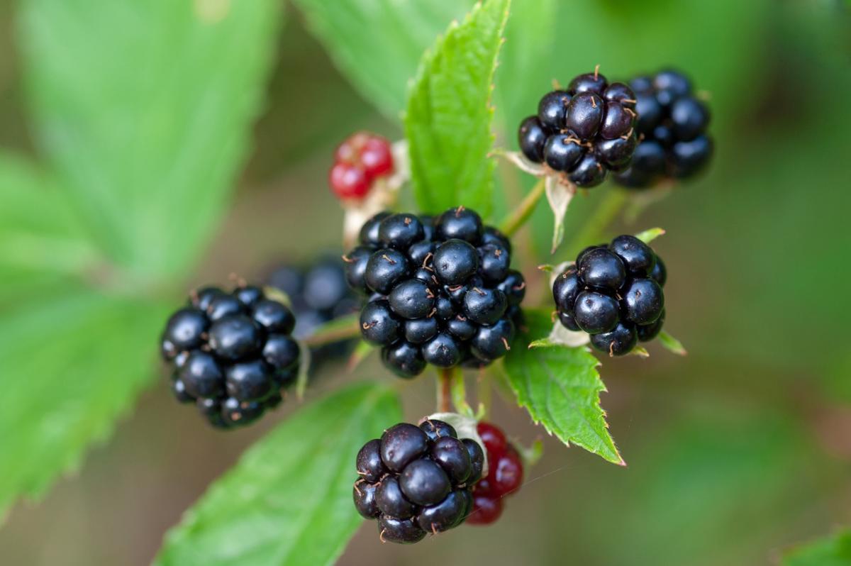 blackberries-4370872 1280