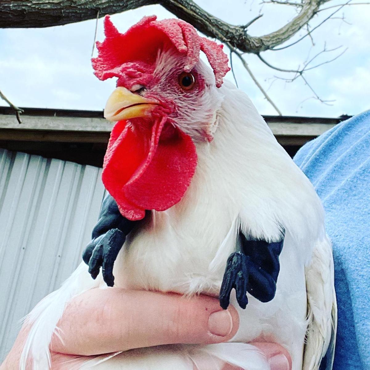 bras-de-dinosaure-ou-Hulk-pour-vos-poules2