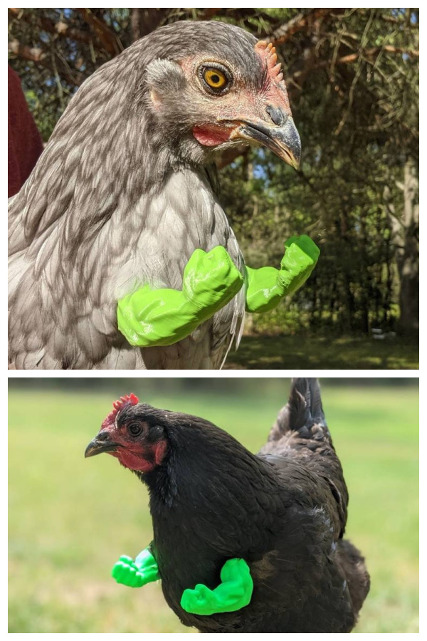 bras-de-dinosaure-ou-Hulk-pour-vos-poules9