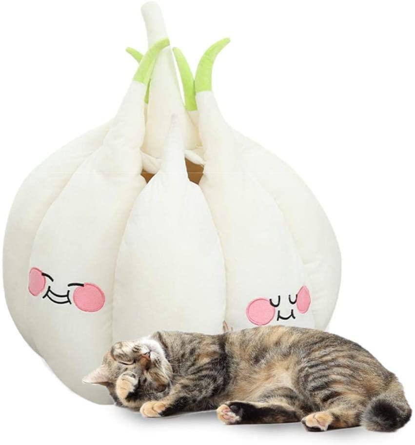 bulbe-ail-géant-chat-4