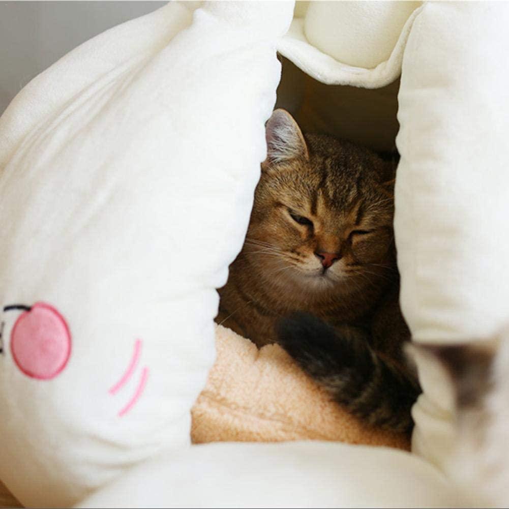 bulbe-ail-géant-chat-5