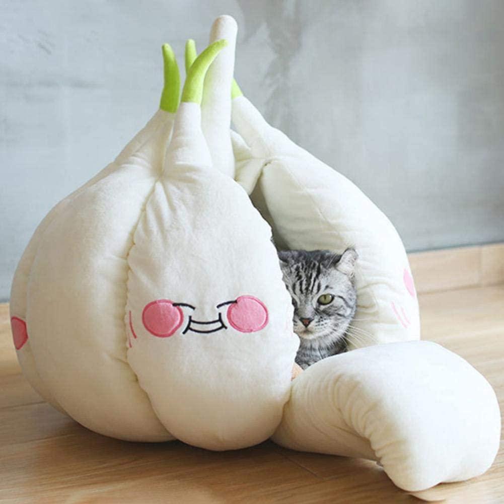 bulbe-ail-géant-chat-6