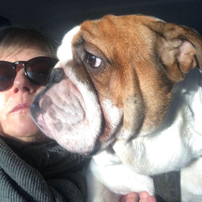 bulldog-costume-peint-cloture-bogart-3