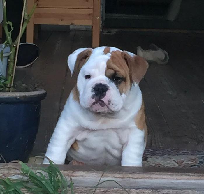 bulldog-costume-peint-cloture-bogart-6