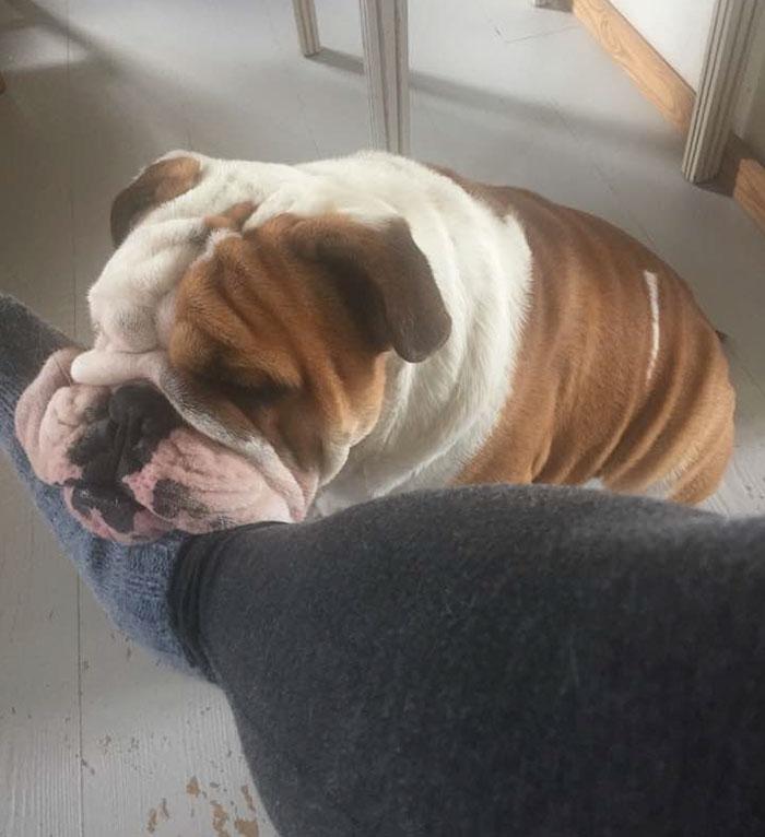 bulldog-costume-peint-cloture-bogart-8