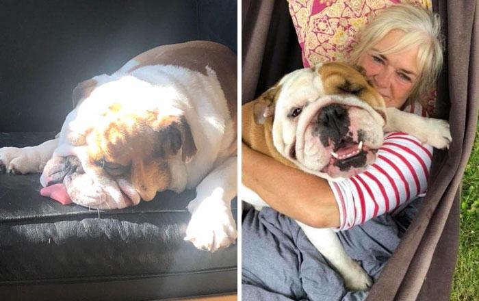 bulldog-costume-peint-cloture-bogart-91