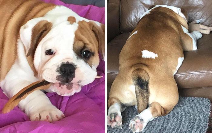 bulldog-costume-peint-cloture-bogart-92