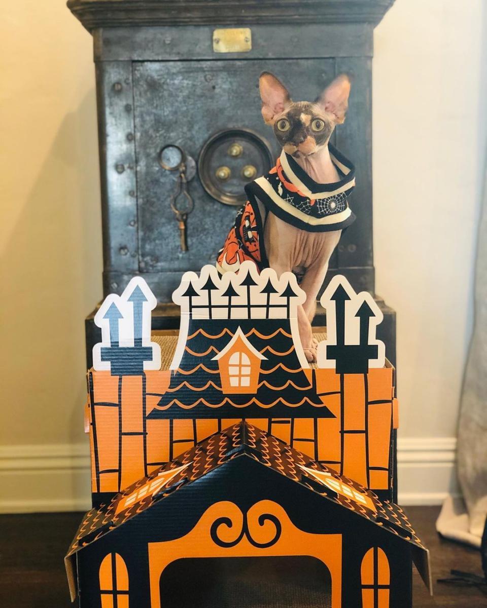 cachette-chat-maison-parfaite-pour-Halloween-7