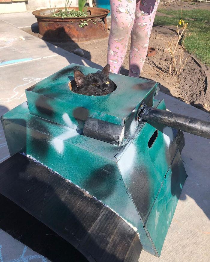 chars-dassaut-pour-chats-confinement-5