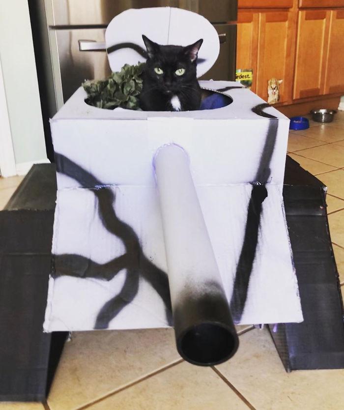 chars-dassaut-pour-chats-confinement-997