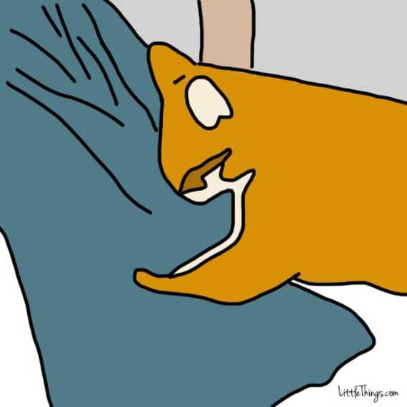 chat-montrer-amour-1