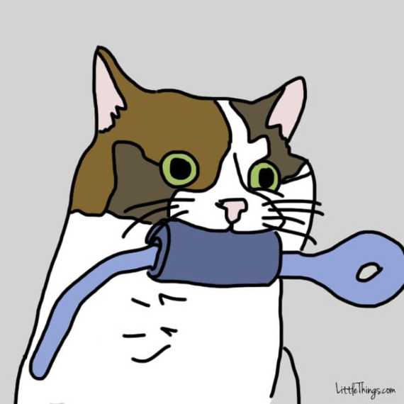 chat-montrer-amour-2