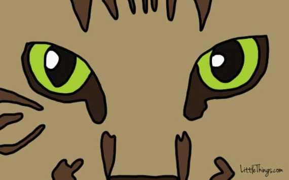 chat-montrer-amour-5