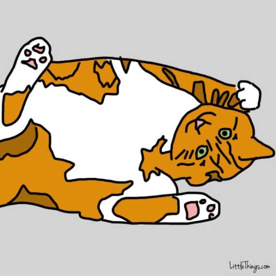 chat-montrer-amour-6