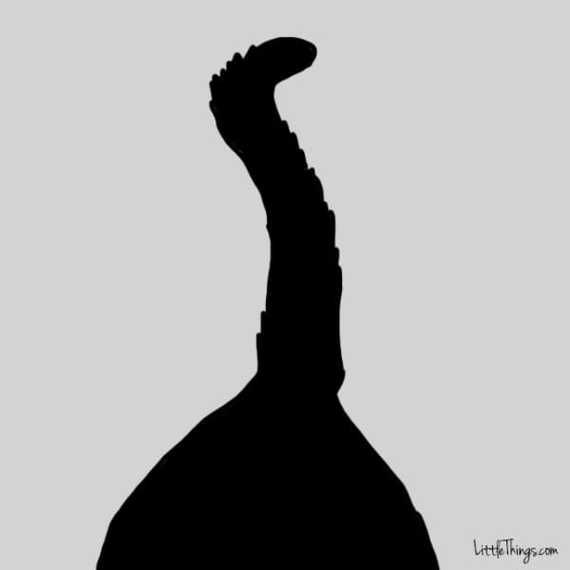 chat-montrer-amour-7