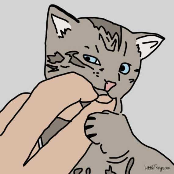 chat-montrer-amour-8