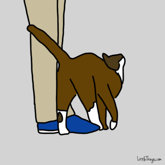 chat-montrer-amour-9