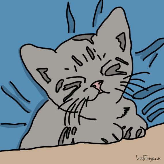 chat-montrer-amour-91