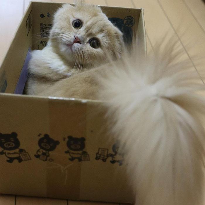 chatte-queue-ecureuil-bell-3