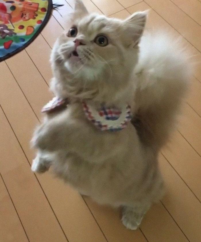 chatte-queue-ecureuil-bell-5