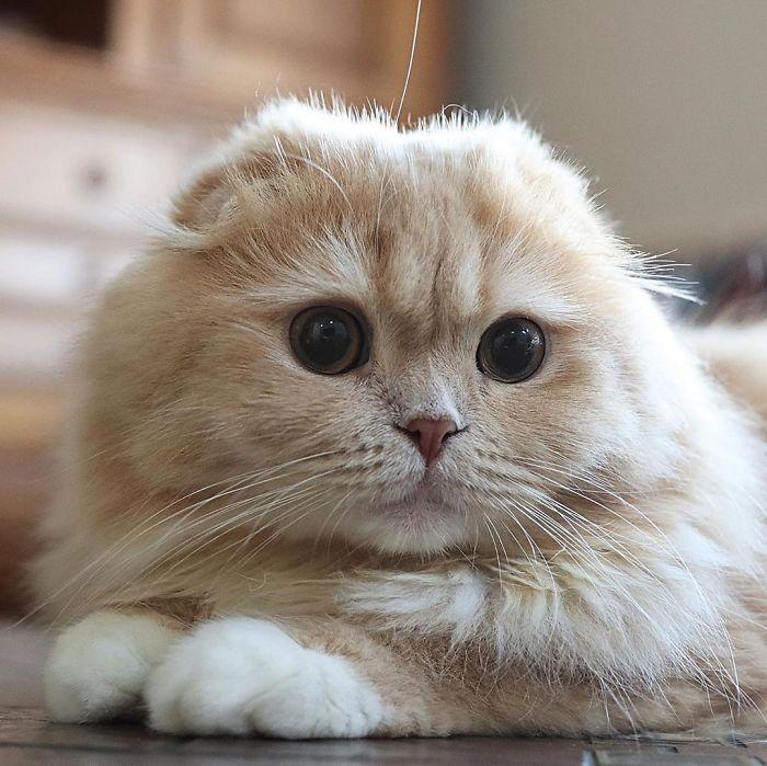 chatte-queue-ecureuil-bell-7