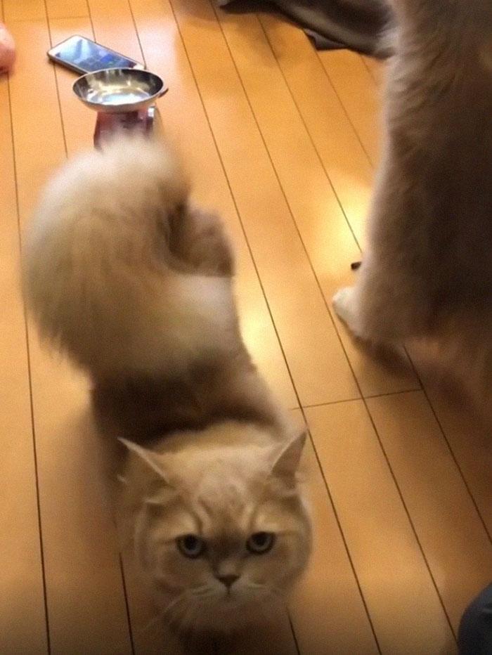 chatte-queue-ecureuil-bell-8