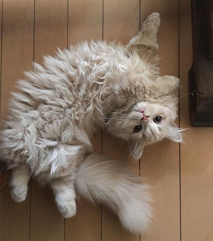 chatte-queue-ecureuil-bell-92