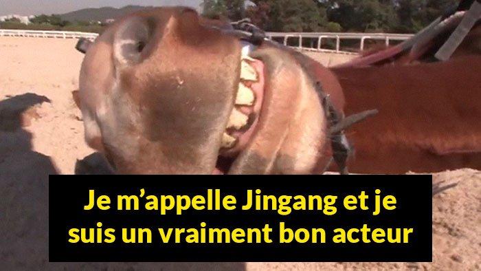 cheval-fait-le-mort-996