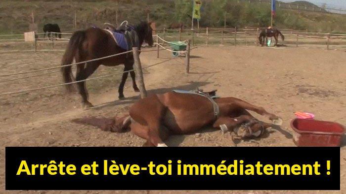 cheval-fait-le-mort-998