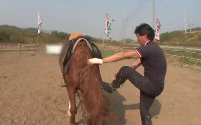 cheval-prétend-être-mort-97