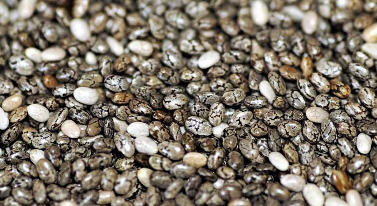Les graines de chia