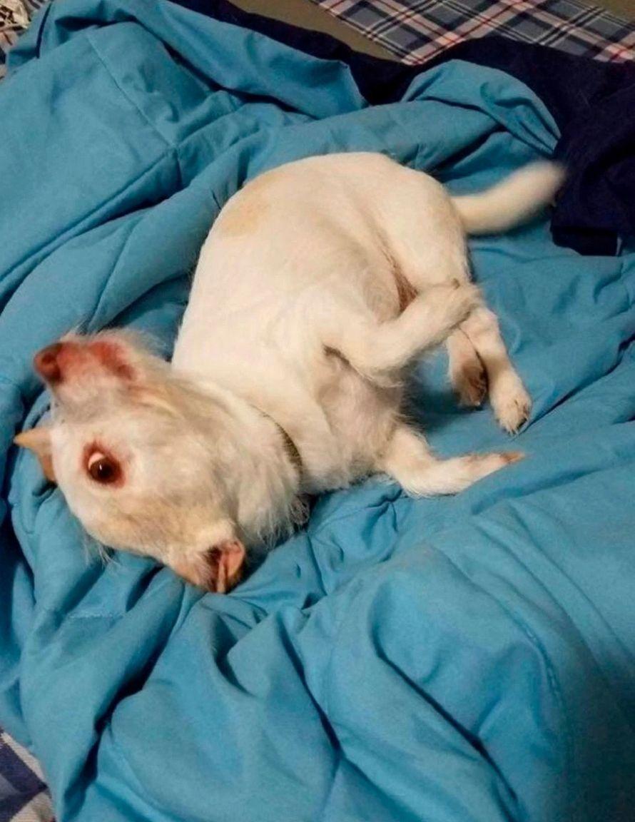 chien-mutant-illusion-optique-1