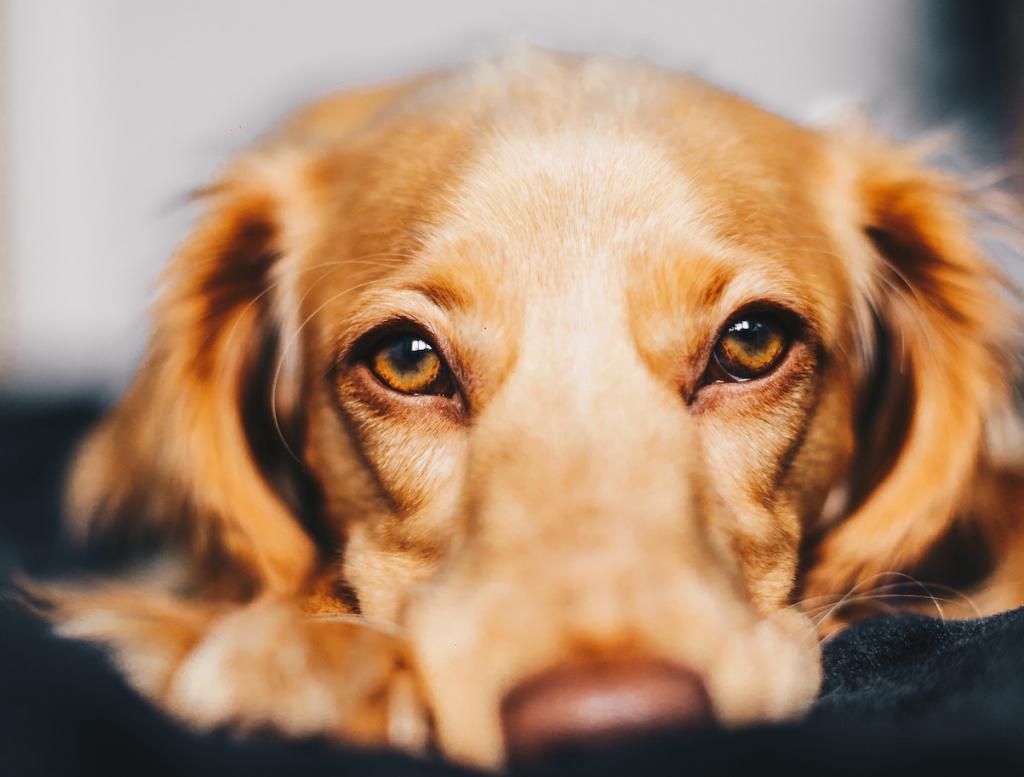 chien-reconnaître-mauvaises-personnes-1