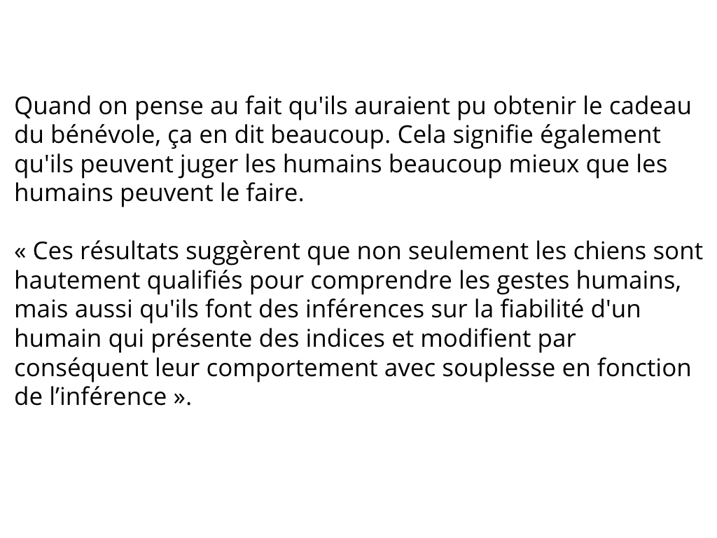 chien-reconnaître-mauvaises-personnes-6