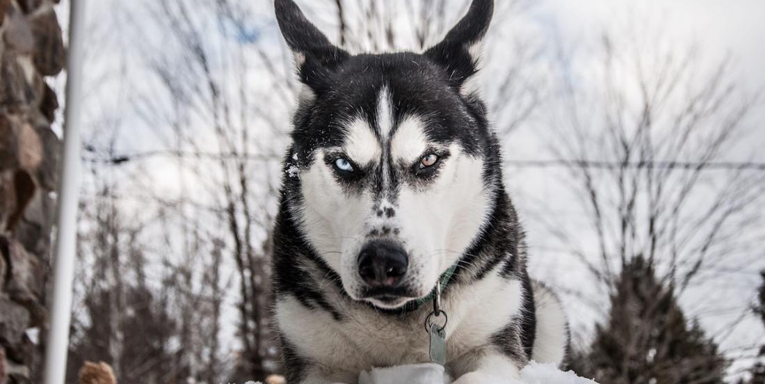 chien-reconnaître-mauvaises-personnes