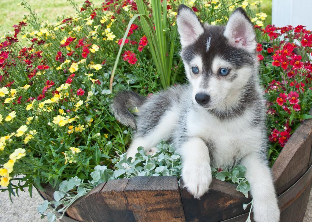 chiens-petits-toute-leur-vie-pomsky