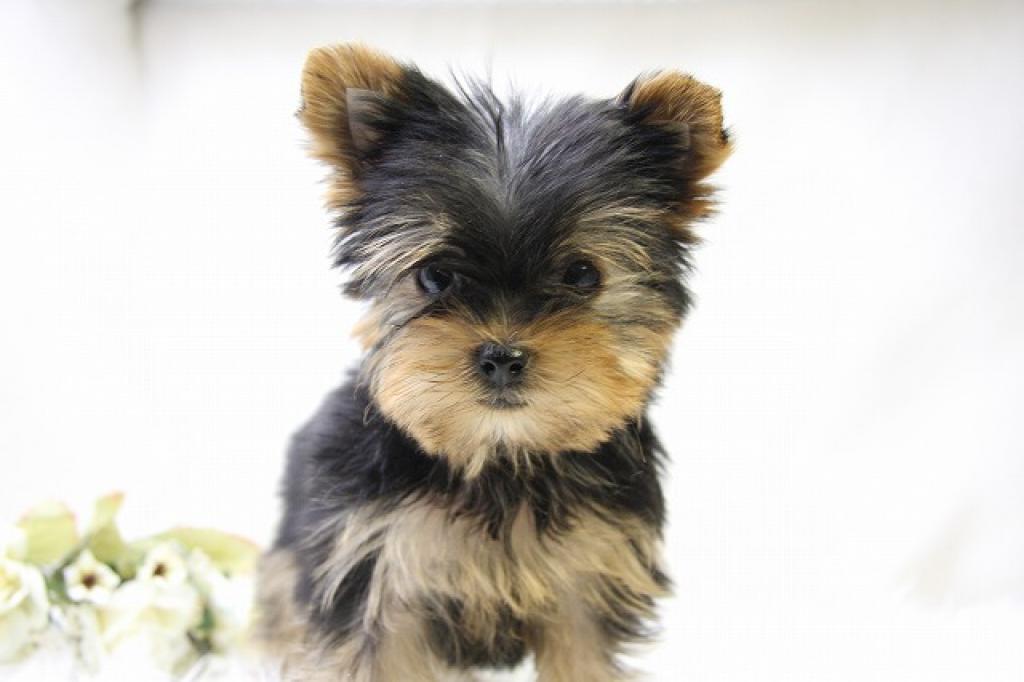 chiens-petits-toute-leur-vie-yorshire-toy